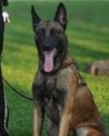 K9 Kane | Bell County Sheriff's Department, Kentucky
