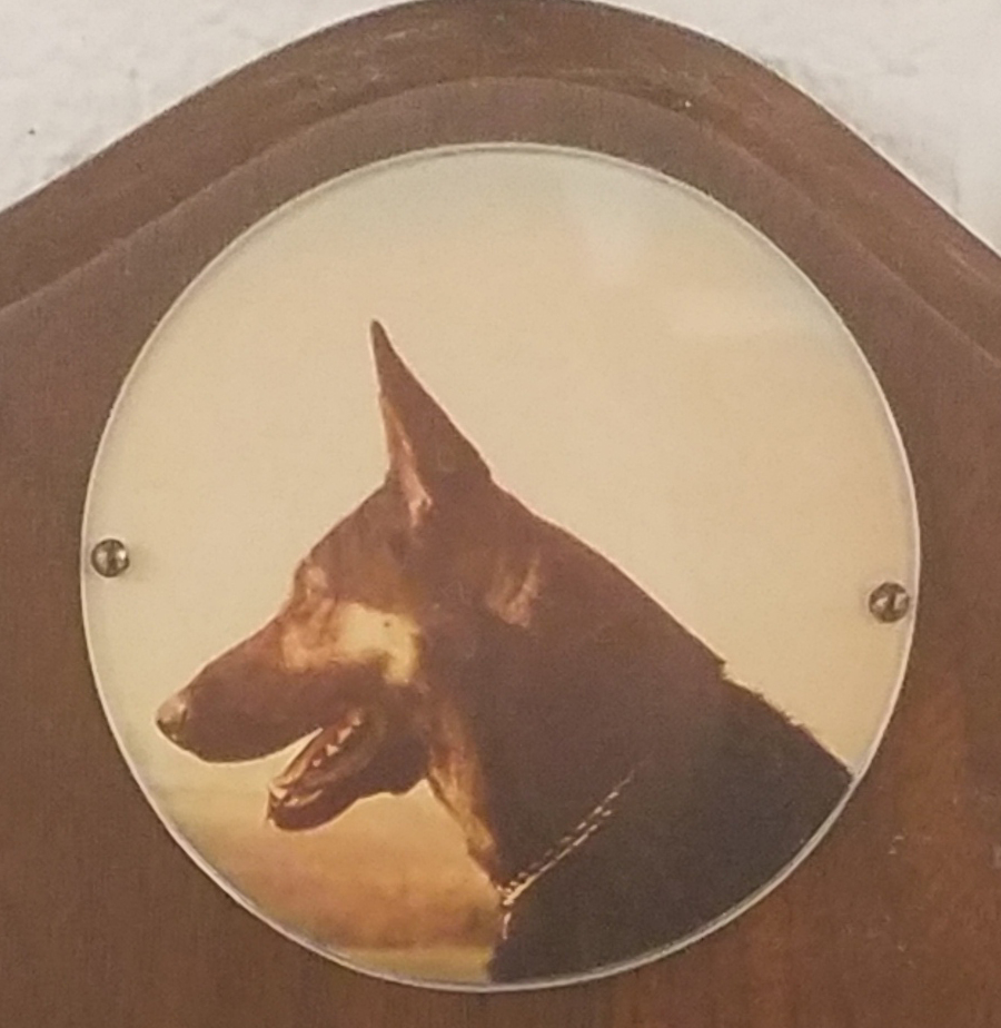 K9 Caesar | Chicago Police Department, Illinois K9 Caesar | Chicago Police Department, Illinois