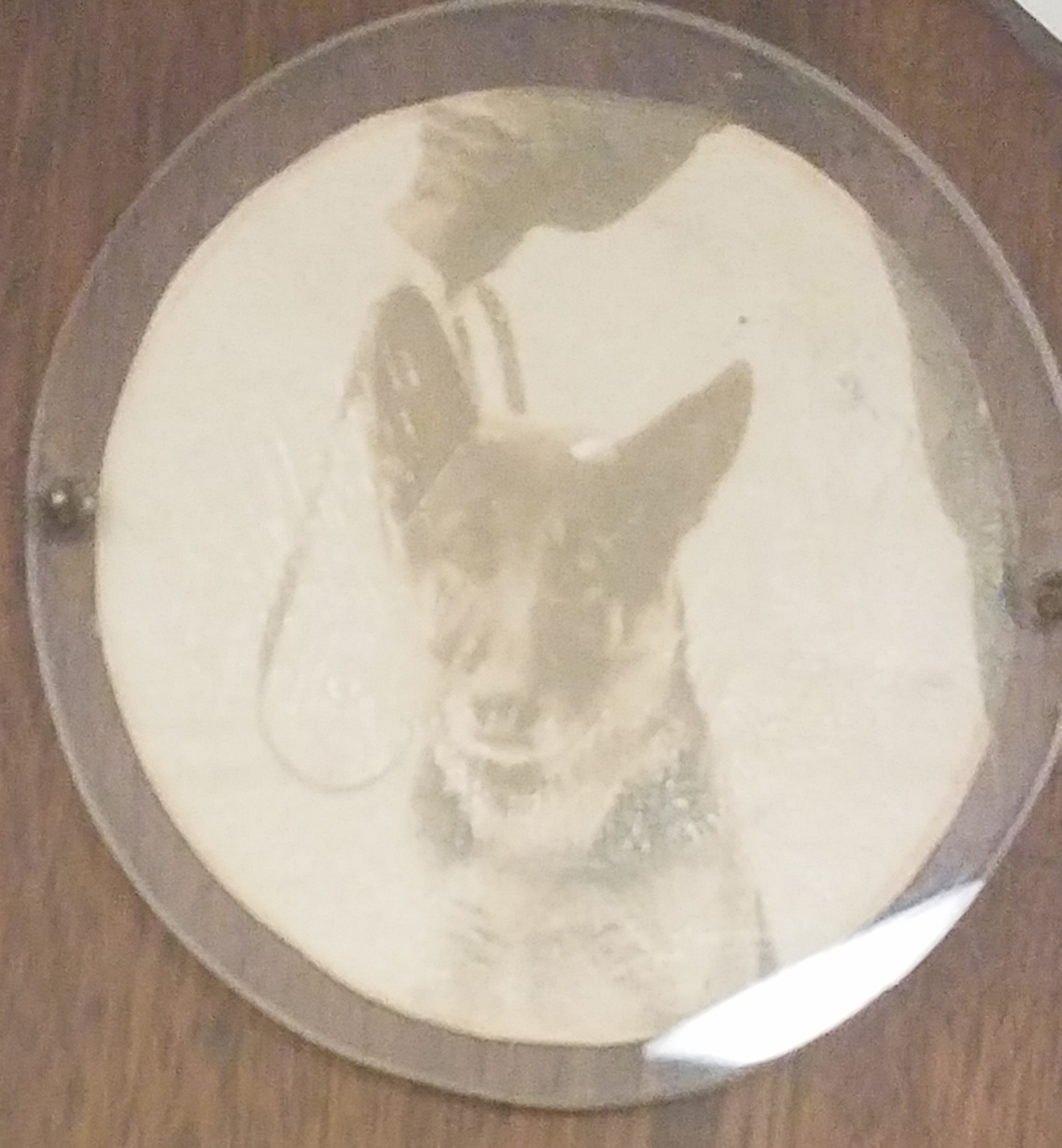 K9 Kirk | Chicago Police Department, Illinois K9 Kirk | Chicago Police Department, Illinois