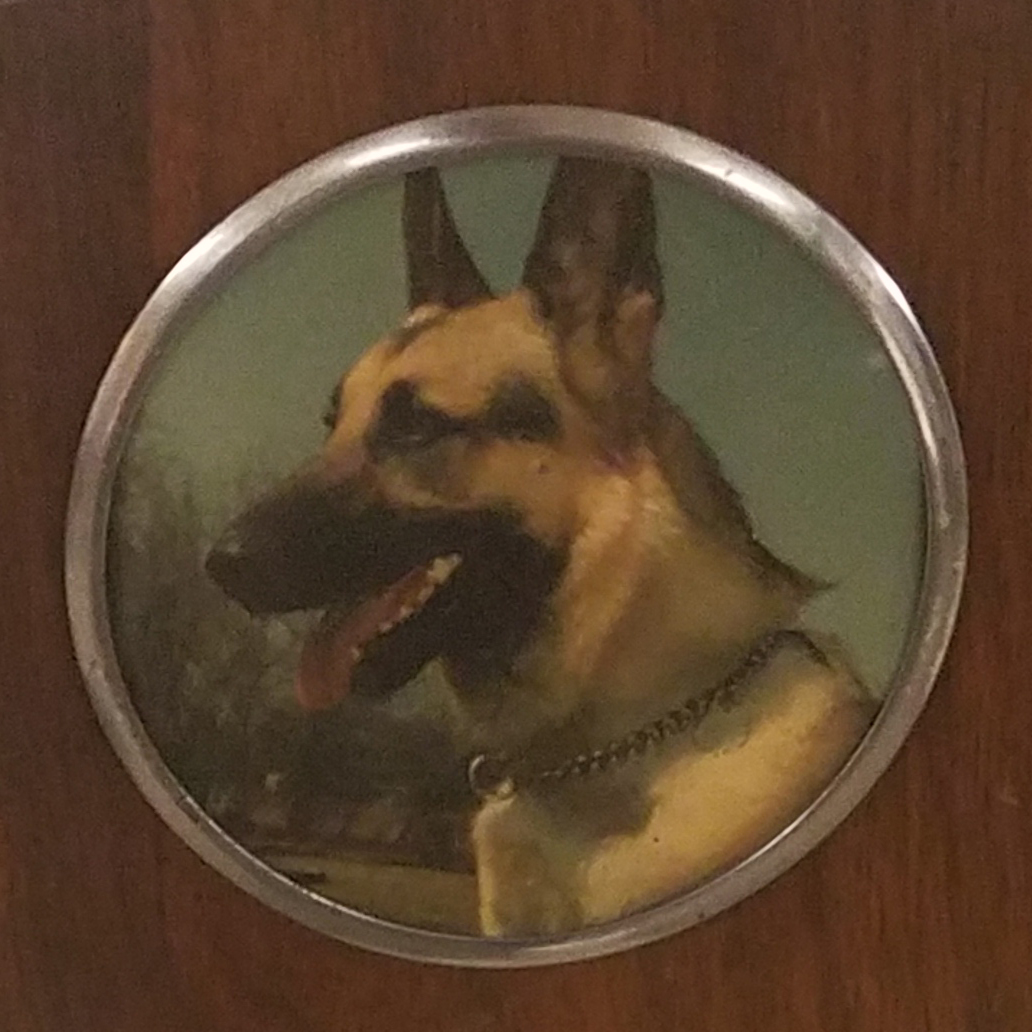 K9 Sam | Chicago Police Department, Illinois K9 Sam | Chicago Police Department, Illinois