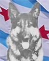 K9 Max II | Chicago Police Department, Illinois