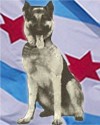 K9 Duke | Chicago Police Department, Illinois