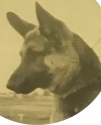K9 Sieger | Chicago Police Department, Illinois