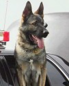 K9 Bodie | Sacramento Police Department, California