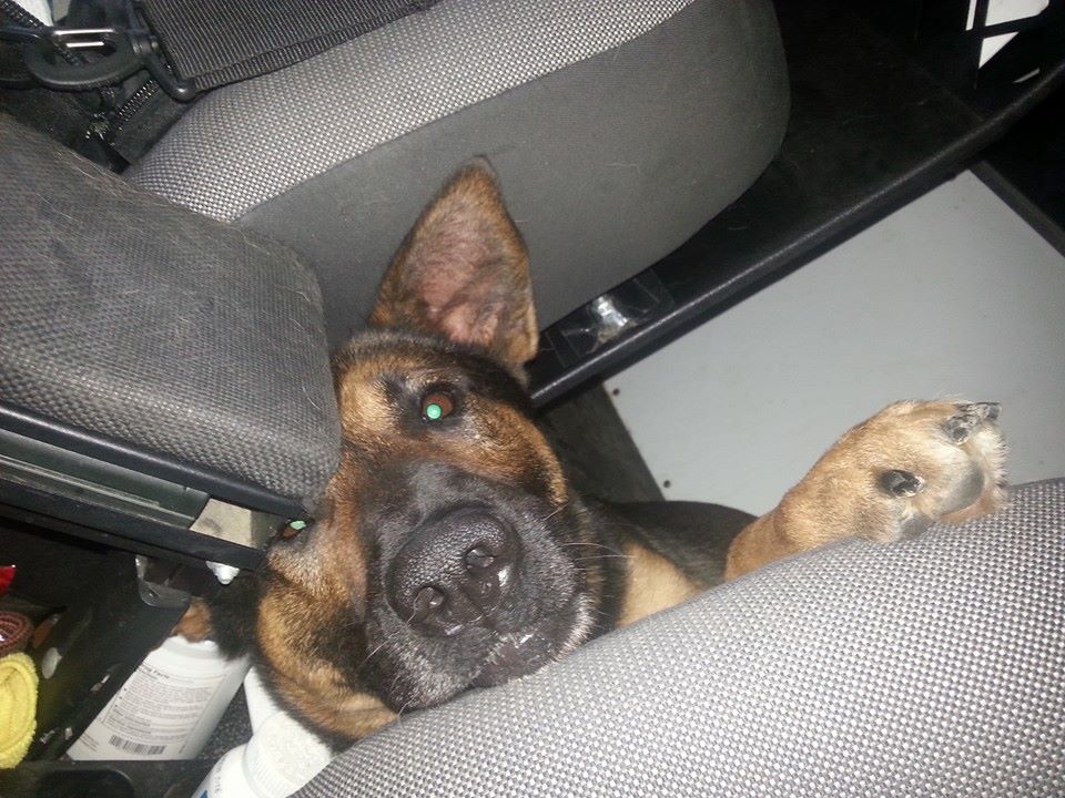 K9 Dino | Green Township Police Department, Ohio K9 Dino | Green Township Police Department, Ohio