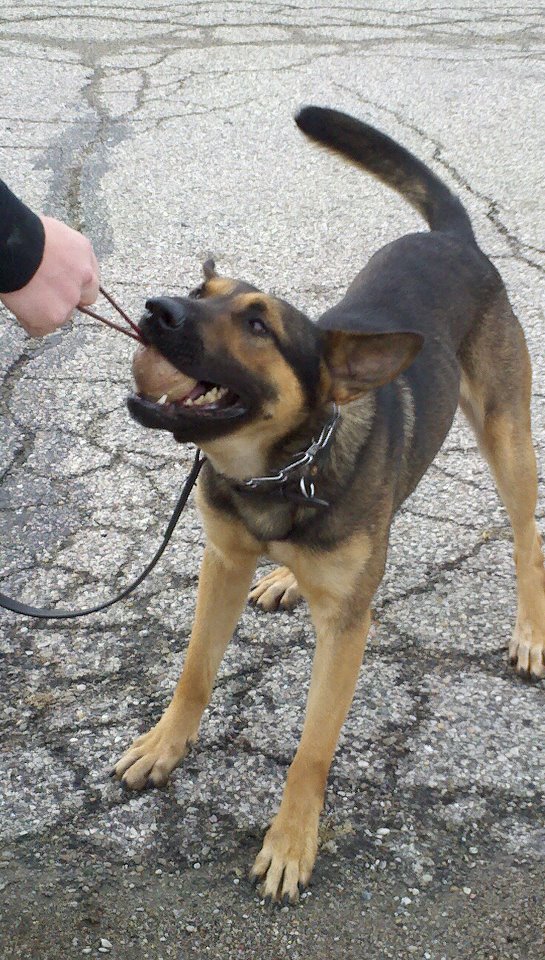 K9 Dino | Green Township Police Department, Ohio K9 Dino | Green Township Police Department, Ohio