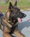 K9 Scout | Jefferson County Sheriff's Office, New York
