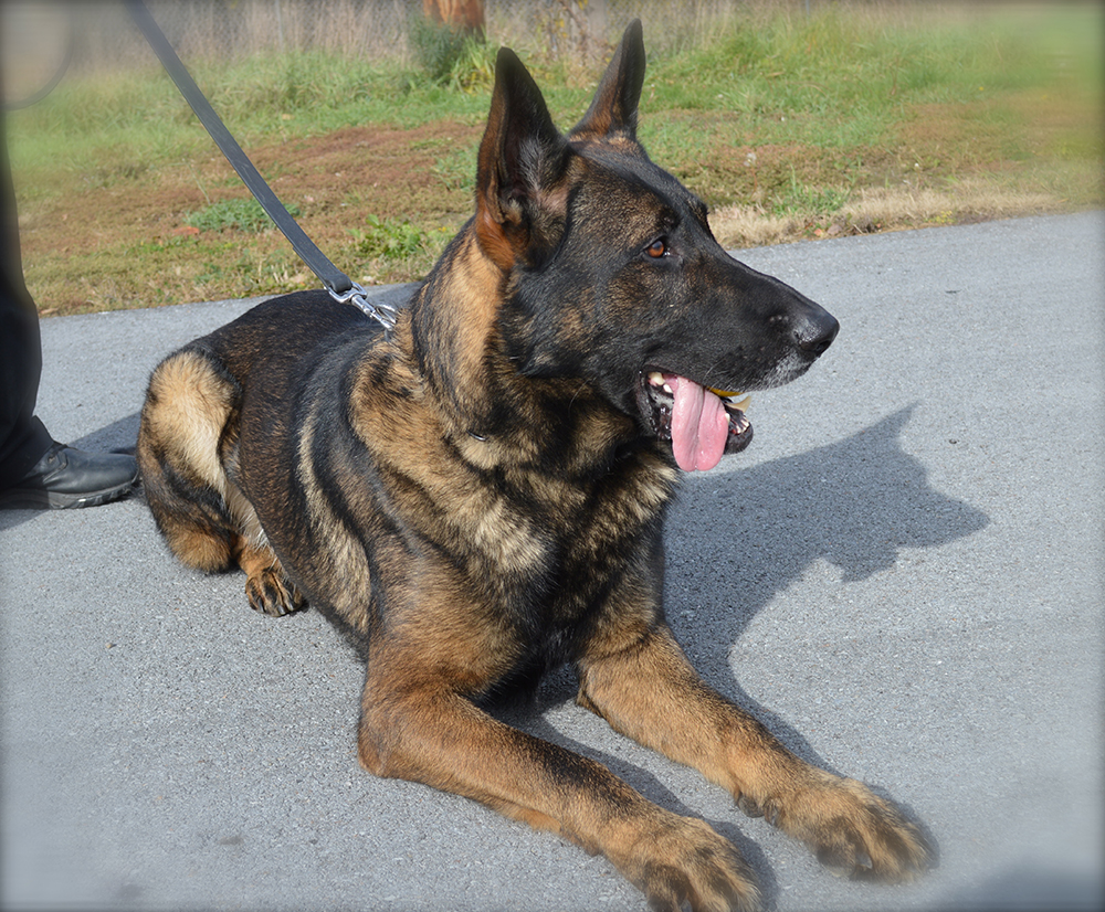 K9 Scout | Jefferson County Sheriff's Office, New York K9 Scout | Jefferson County Sheriff's Office, New York
