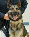 K9 Brock | St. Mary's County Sheriff's Office, Maryland