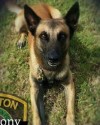 K9 Rony | Houston Police Department, Texas