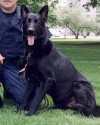 K9 Chili | Lansing Police Department, Michigan