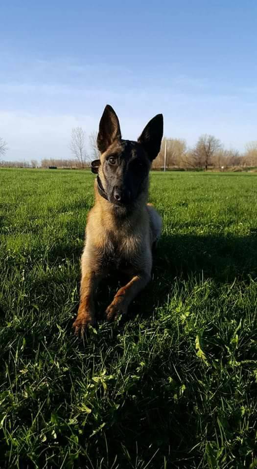 K9 Eico | Davis County Sheriff's Department, Iowa K9 Eico | Davis County Sheriff's Department, Iowa
