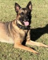 K9 Bane | Phoenix Police Department, Arizona