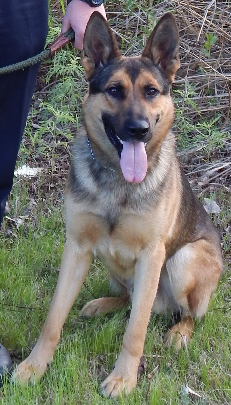 K9 Tuco | Stephens County Sheriff's Office, Oklahoma K9 Tuco | Stephens County Sheriff's Office, Oklahoma