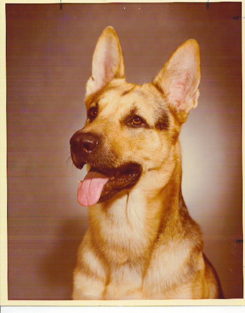 K9 Baron | Orlando Police Department, Florida K9 Baron | Orlando Police Department, Florida