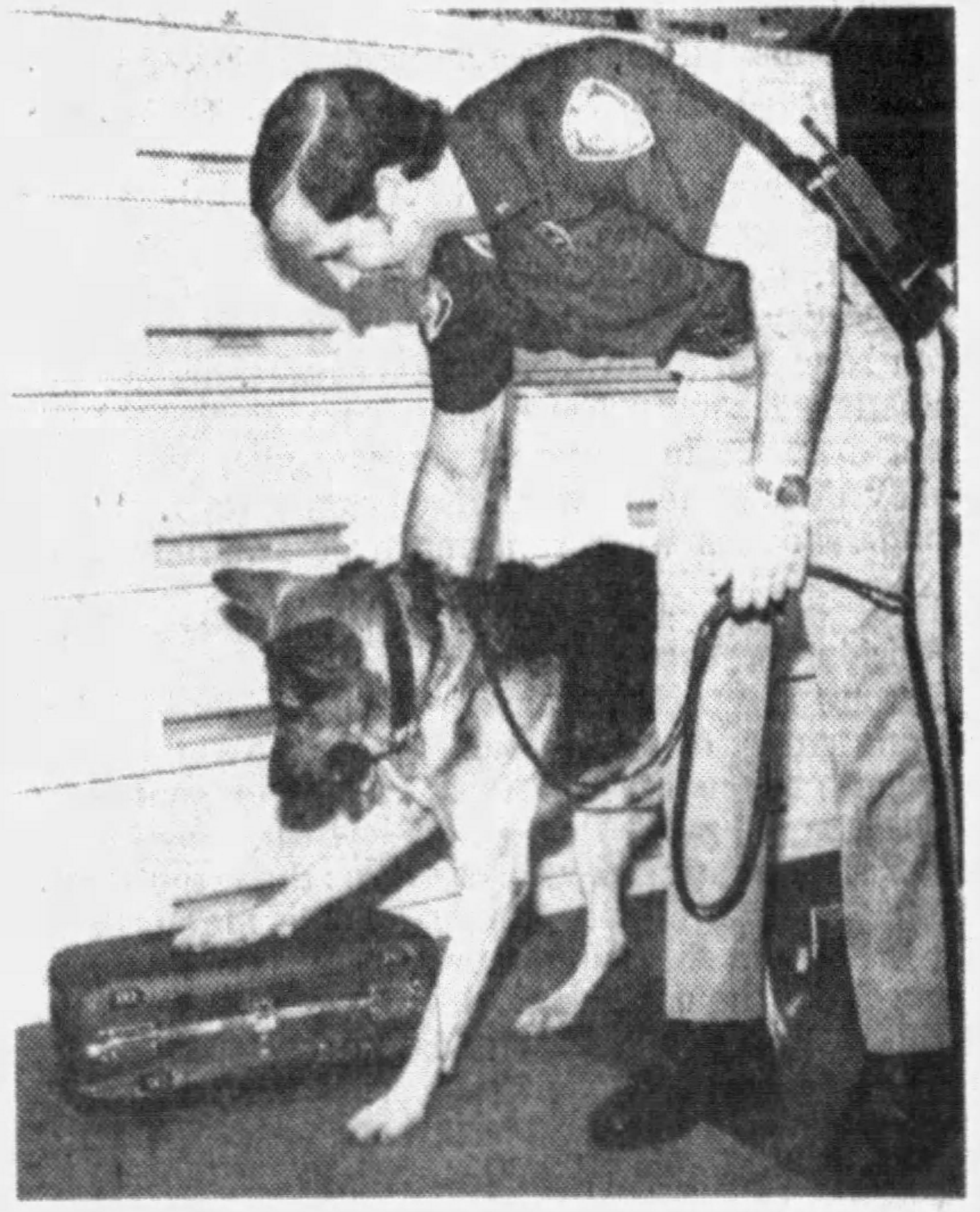 K9 Baron | Orlando Police Department, Florida K9 Baron | Orlando Police Department, Florida