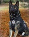 K9 Choper | Conewango Township Police Department, Pennsylvania