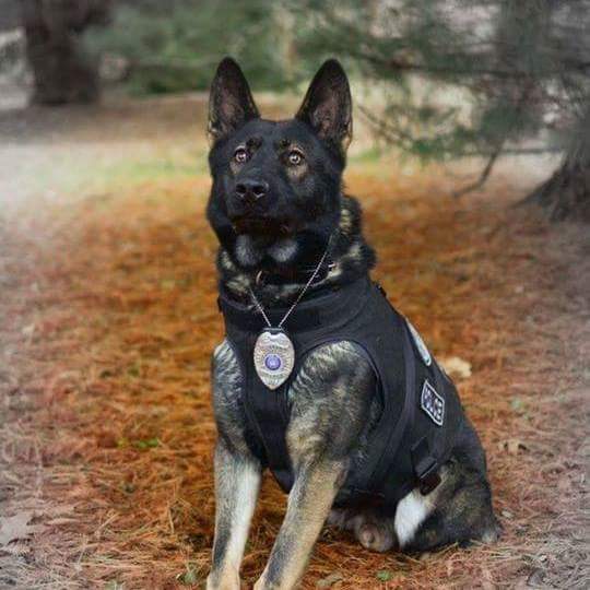 K9 Choper | Conewango Township Police Department, Pennsylvania K9 Choper | Conewango Township Police Department, Pennsylvania