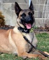 K9 Cade | Hendricks County Sheriff's Office, Indiana