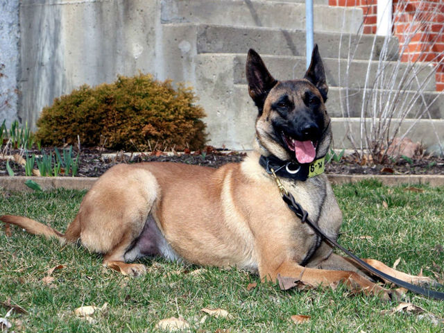 K9 Cade | Hendricks County Sheriff's Office, Indiana K9 Cade | Hendricks County Sheriff's Office, Indiana