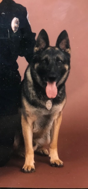 K9 Andy | Burlington Police Department, North Carolina K9 Andy | Burlington Police Department, North Carolina