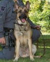 K9 Midas | Hancock County Sheriff's Office, West Virginia