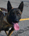 K9 Hemi | Arkansas State Police, Arkansas