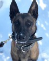 K9 Vader | Virginia State Police, Virginia