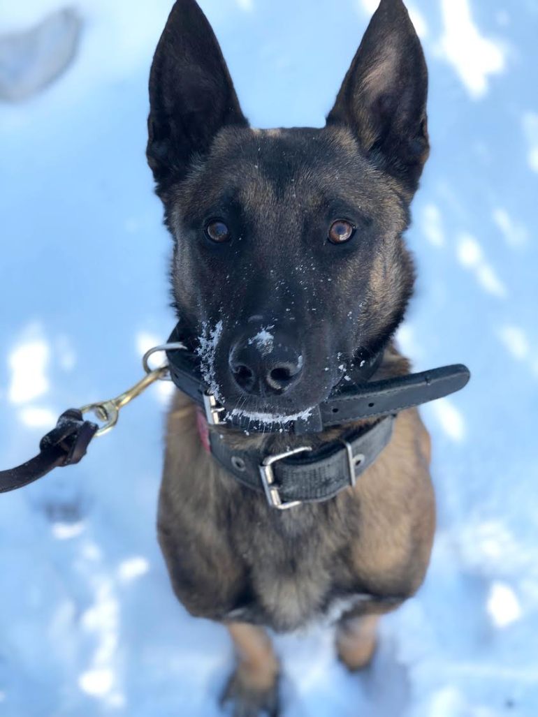 K9 Vader | Virginia State Police, Virginia K9 Vader | Virginia State Police, Virginia