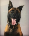K9 Boco | Lincoln Parish Sheriff's Office, Louisiana