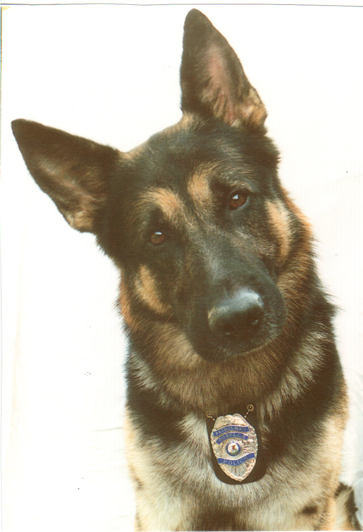 K9 R.O.C.C.O. | Roselle Police Department, Illinois K9 R.O.C.C.O. | Roselle Police Department, Illinois