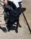 K9 Smokey | Nowata Police Department, Oklahoma