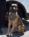 K9 Benzi | Columbus Division of Police, Ohio