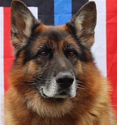 K9 Rocky | Riverhead Police Department, New York K9 Rocky | Riverhead Police Department, New York