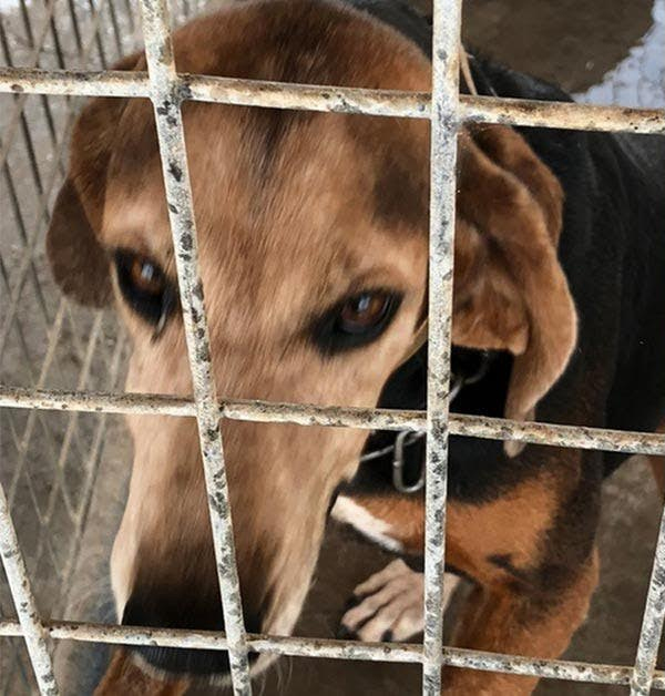 K9 Nell | Refugio County Sheriff's Office, Texas K9 Nell | Refugio County Sheriff's Office, Texas