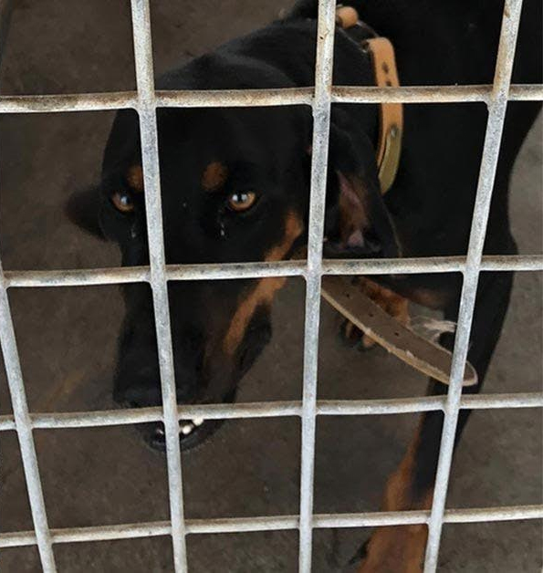 K9 Grunt | Refugio County Sheriff's Office, Texas K9 Grunt | Refugio County Sheriff's Office, Texas