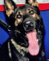 K9 Fang | Jacksonville Sheriff's Office, Florida