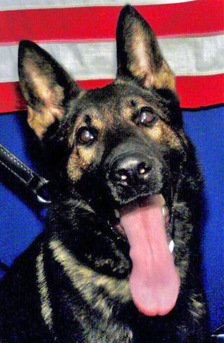 K9 Fang | Jacksonville Sheriff's Office, Florida K9 Fang | Jacksonville Sheriff's Office, Florida