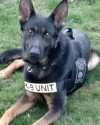 K9 Rush | Boston Police Department, Massachusetts