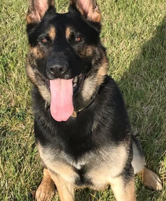 K9 Rocky | Genesee County Sheriff's Office, Michigan K9 Rocky | Genesee County Sheriff's Office, Michigan