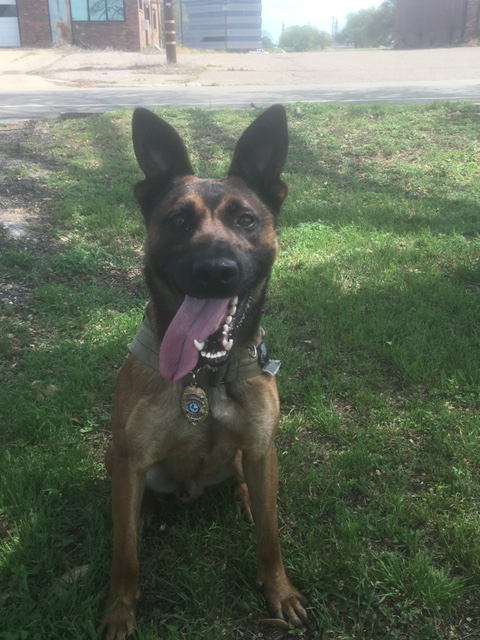 K9 Kastor | Waco Police Department, Texas K9 Kastor | Waco Police Department, Texas