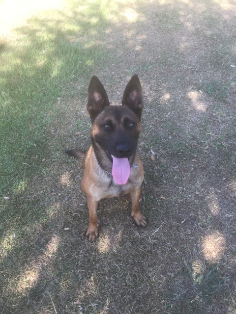 K9 Kastor | Waco Police Department, Texas K9 Kastor | Waco Police Department, Texas