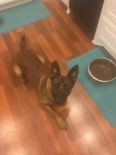 K9 Kastor | Waco Police Department, Texas K9 Kastor | Waco Police Department, Texas