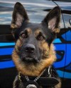 K9 Axe | St. Clair Shores Police Department, Michigan