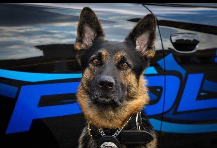 K9 Axe | St. Clair Shores Police Department, Michigan K9 Axe | St. Clair Shores Police Department, Michigan