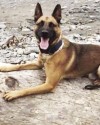 K9 Bandit | Sutter County Sheriff's Office, California