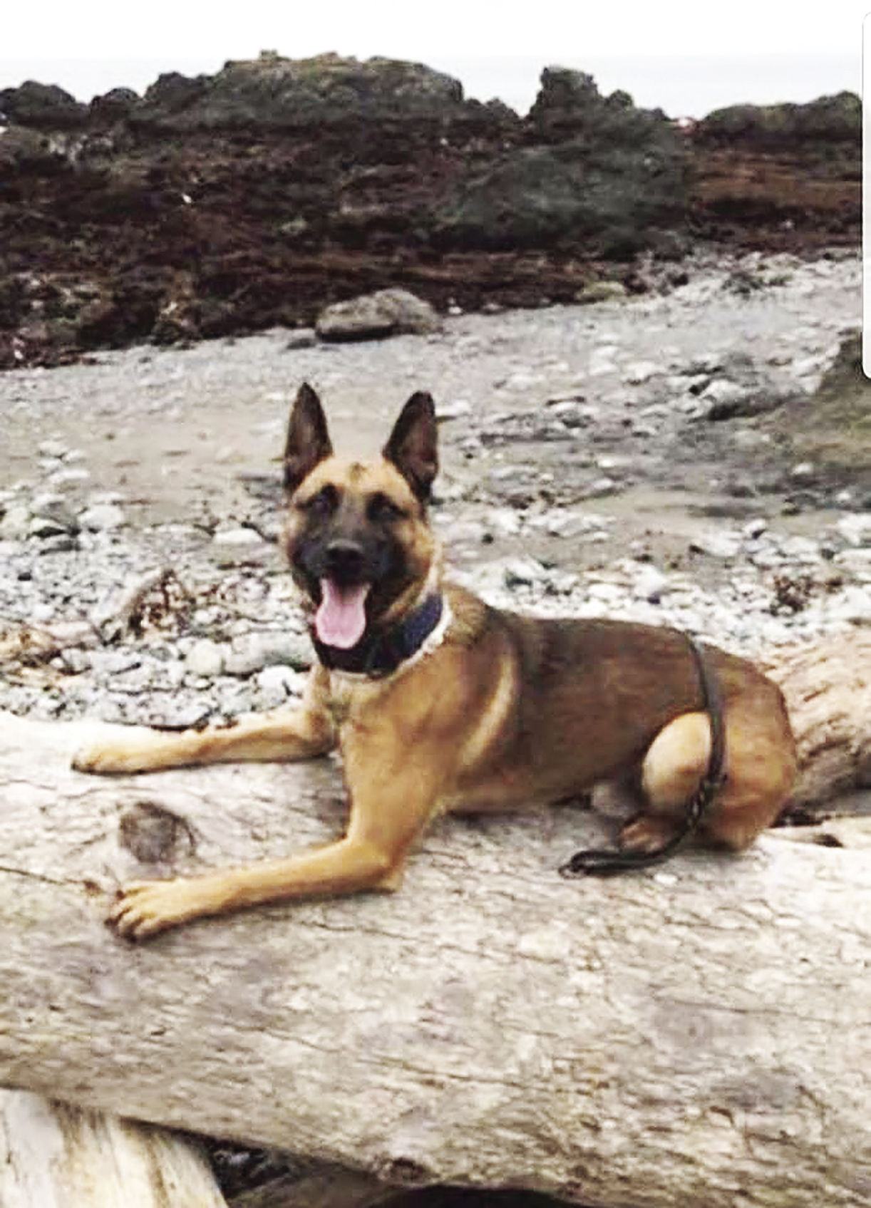 K9 Bandit | Sutter County Sheriff's Office, California K9 Bandit | Sutter County Sheriff's Office, California