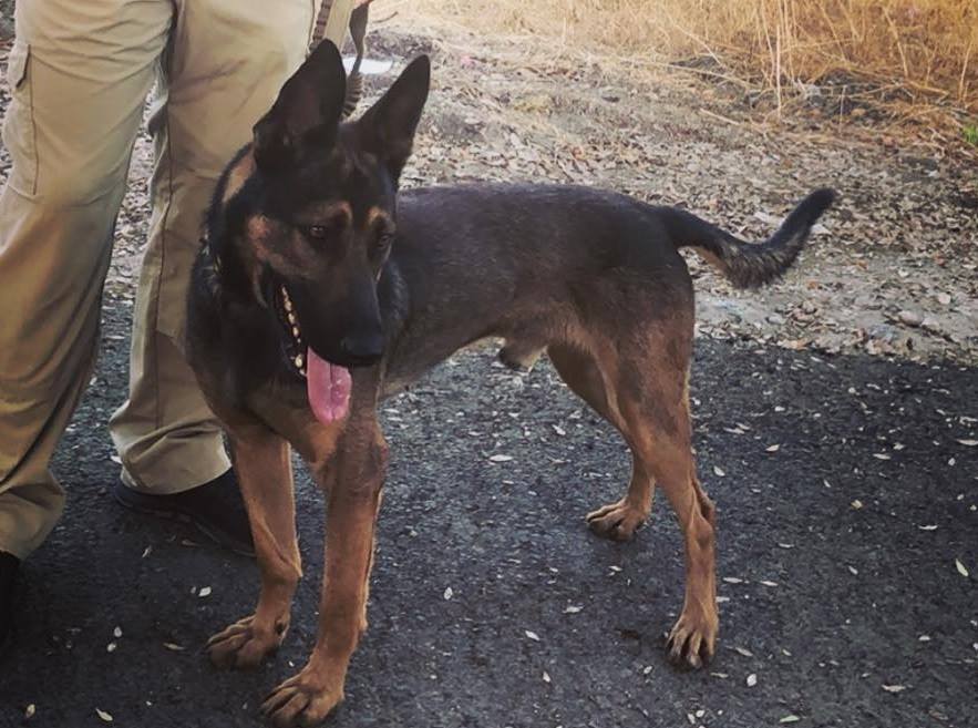 K9 Bane | Tulare Police Department, California K9 Bane | Tulare Police Department, California