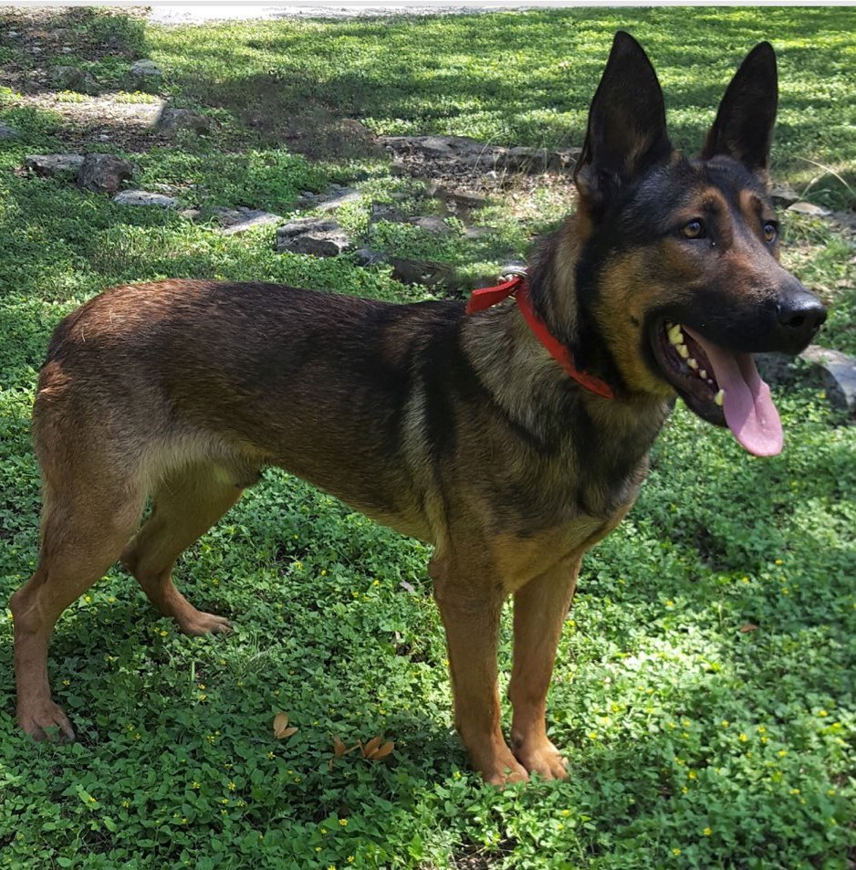 K9 Bane | Tulare Police Department, California K9 Bane | Tulare Police Department, California