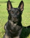 K9 Cigo | Palm Beach County Sheriff's Office, Florida